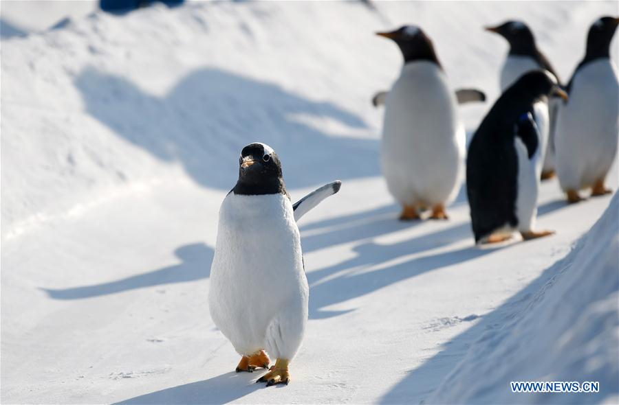 CHINA-HARBIN-PENGUIN-SNOWFIELD (CN)