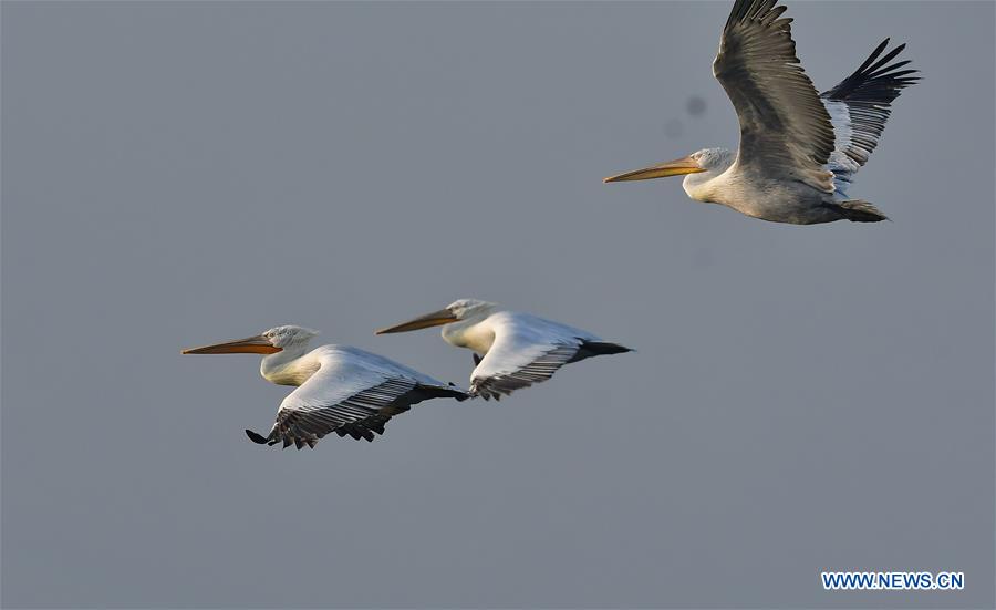 CHINA-FUJIAN-PELICANS-WINTER (CN)