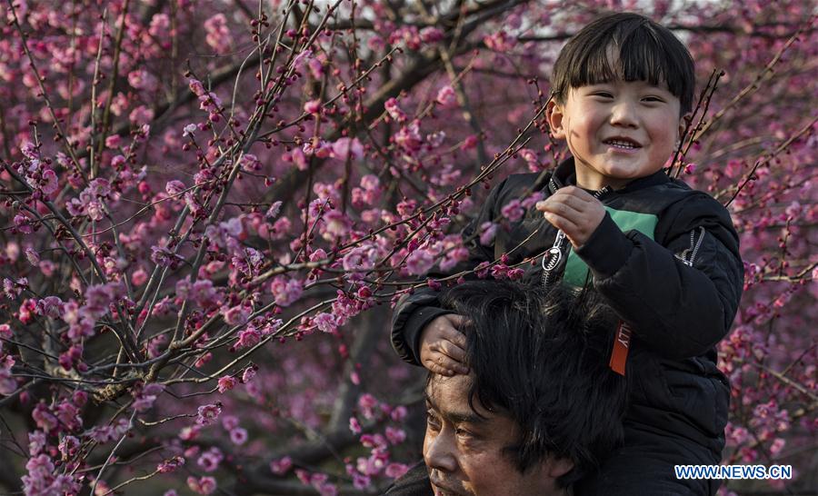 CHINA-ANHUI-RED PLUM BLOSSOM (CN)