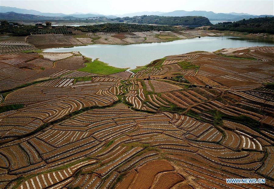 CHINA-GUANGXI-AGRICULTURE-WATERMELON-FIELD-LANDSCAPE (CN)