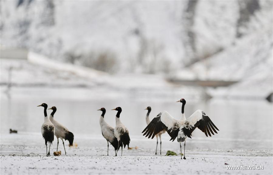 CHINA-TIBET-BLACK-NECKED CRANES (CN)