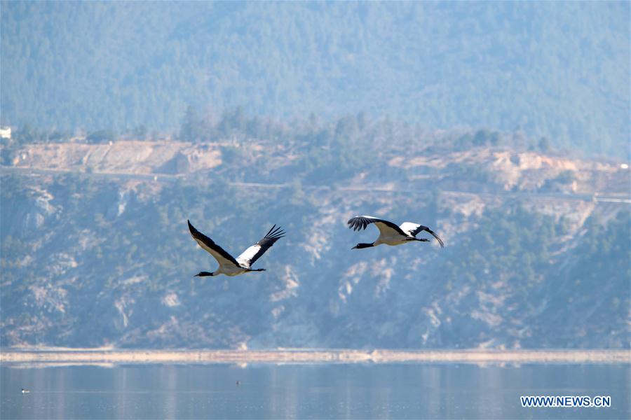 CHINA-YUNNAN-BLACKNECKED CRANE (CN)