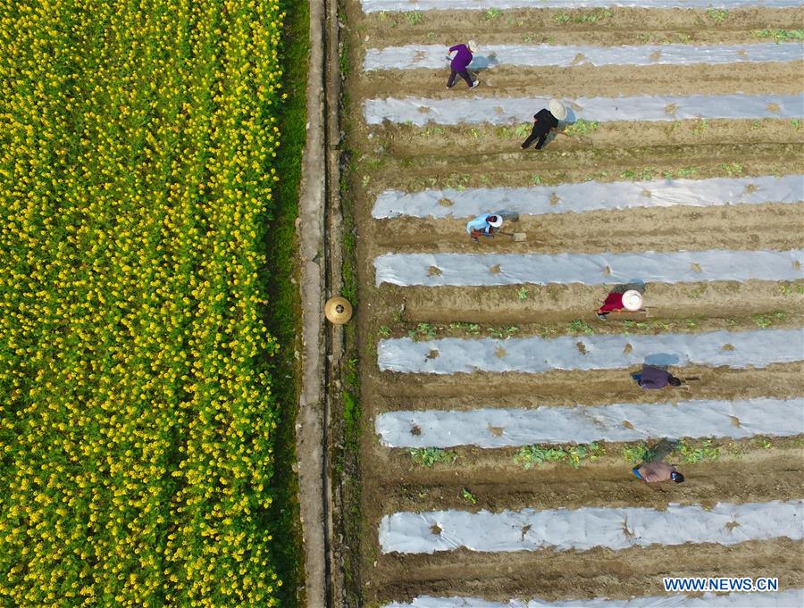 #CHINA-SPRING-FARM WORK (CN)