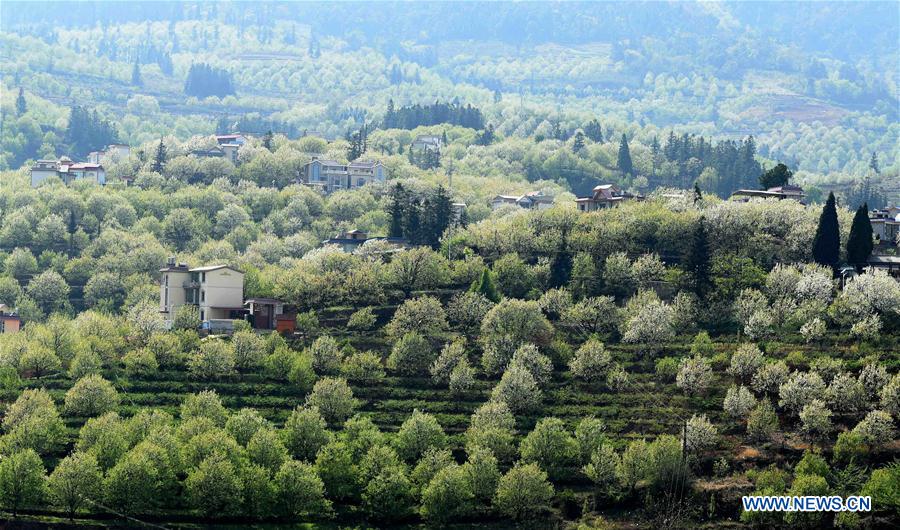 CHINA-YUNNAN-PEAR BLOSSOMS (CN)