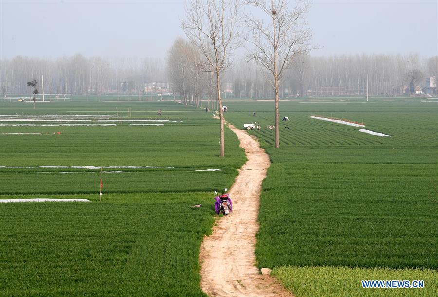 CHINA-HENAN-FARM WORK (CN)