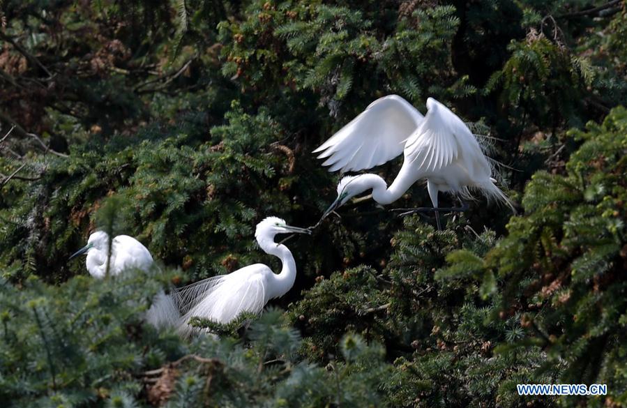 CHINA-JIANGXI-EGRETS (CN)