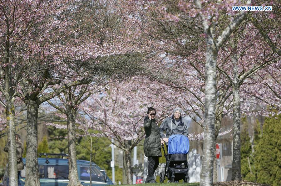 CANADA-VANCOUVER-CHERRY BLOSSOM