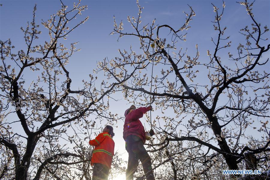 #CHINA-SPRING-FARM WORK (CN)