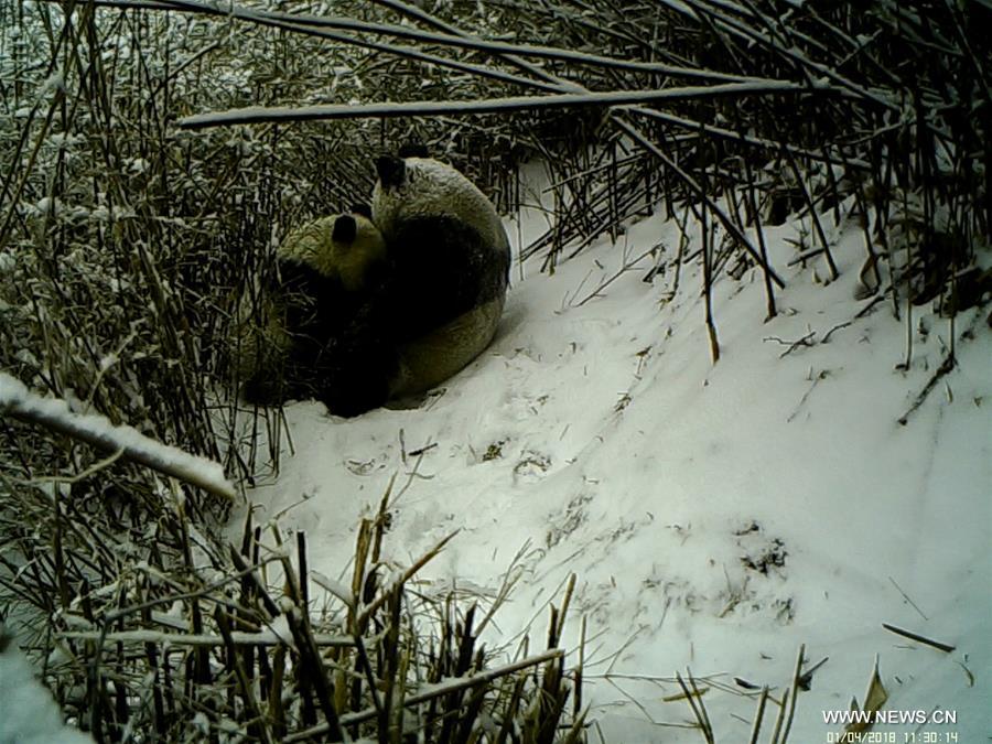 CHINA-SHAANXI-GIANT PANDA-LIFE (CN)