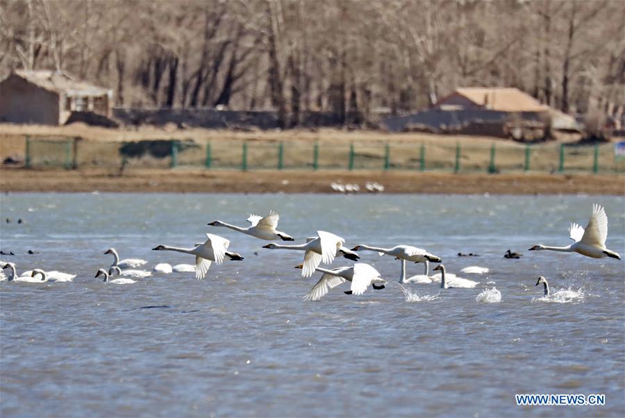 CHINA-HEBEI-SWAN-SCENERY (CN)