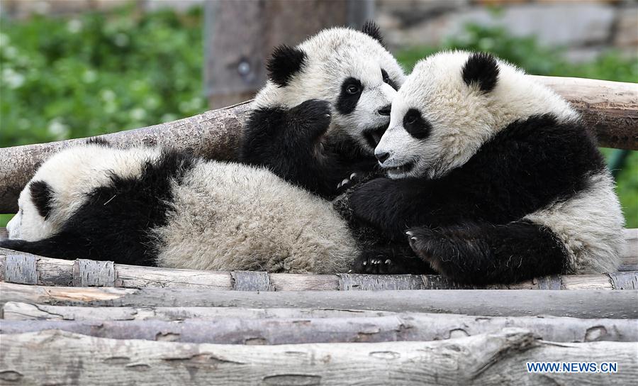 CHINA-SICHUAN-PANDA CENTER-CONSERVATION-RESTORATION (CN)