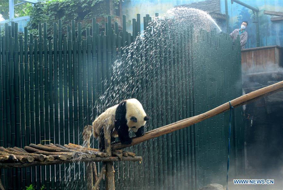 #CHINA-BEIJING-GIANT PANDA (CN)