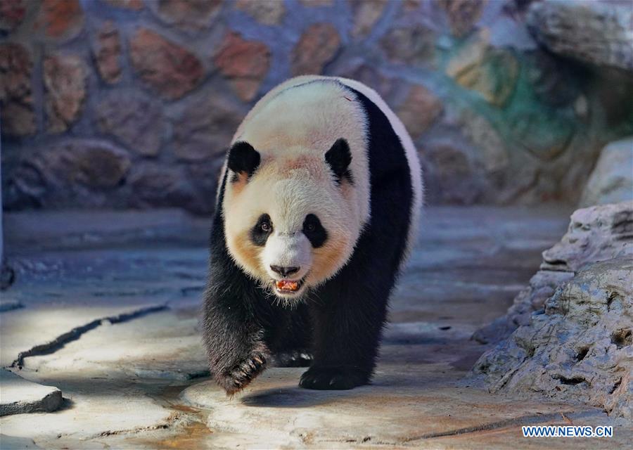 CHINA-HEBEI-GIANT PANDAS (CN)