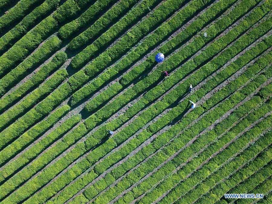 #CHINA-TEA GARDEN-HARVEST (CN)