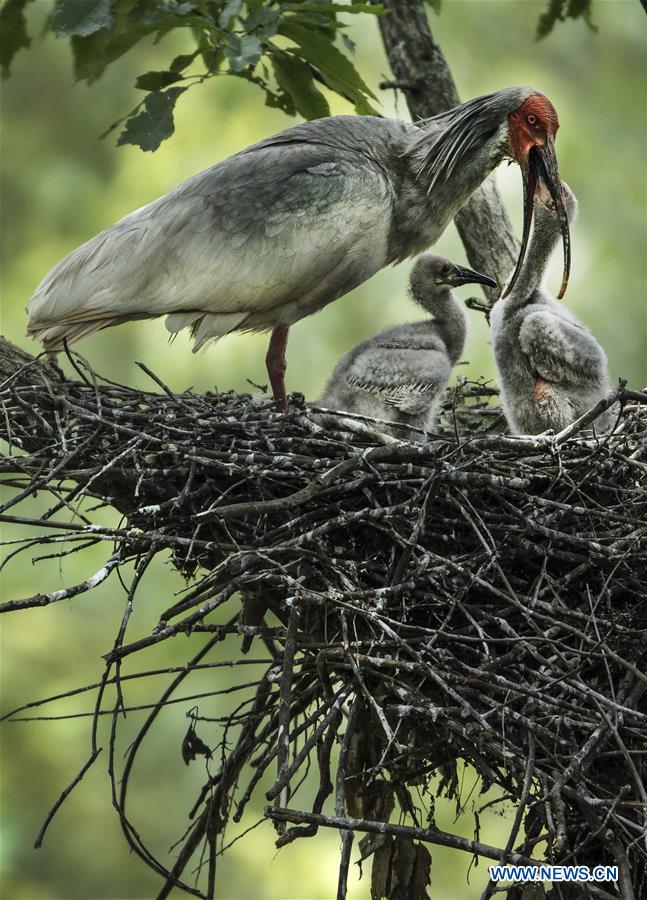 CHINA-SHAANXI-CRESTED IBIS-BREEDING (CN)