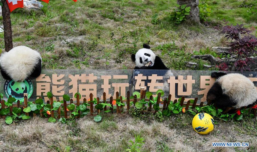 CHINA-SICHUAN-FOOTBALL-THEMED PARTY-GIANT PANDAS (CN)