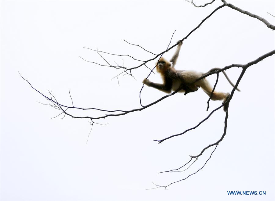 #CHINA-GANSU-GOLDEN MONKEY (CN*)