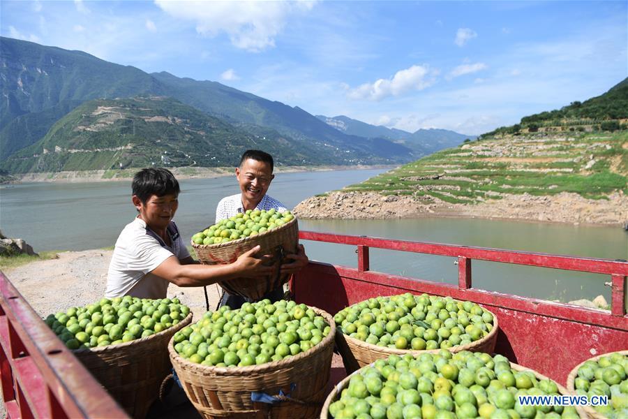 CHINA-CHONGQING-WUSHAN-FARMER-GREEN PLUM (CN)