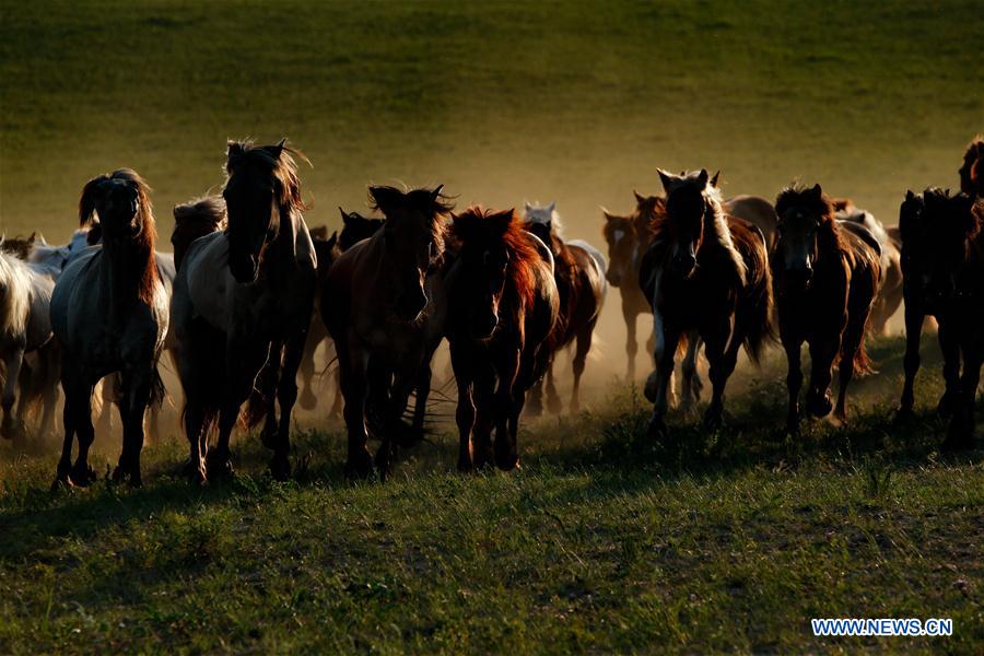 CHINA-INNER MONGOLIA-GRASSLAND-HORSES (CN)