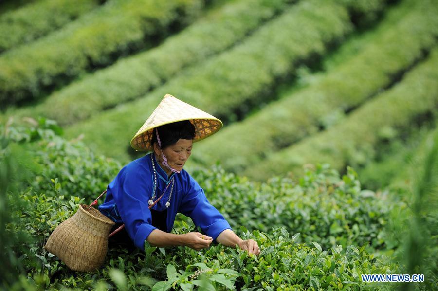 CHINA-GUIZHOU-DANZHAI-TEA GARDEN (CN)