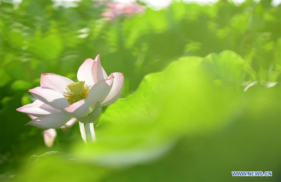 #CHINA-ANHUI-LOTUS FLOWERS (CN)