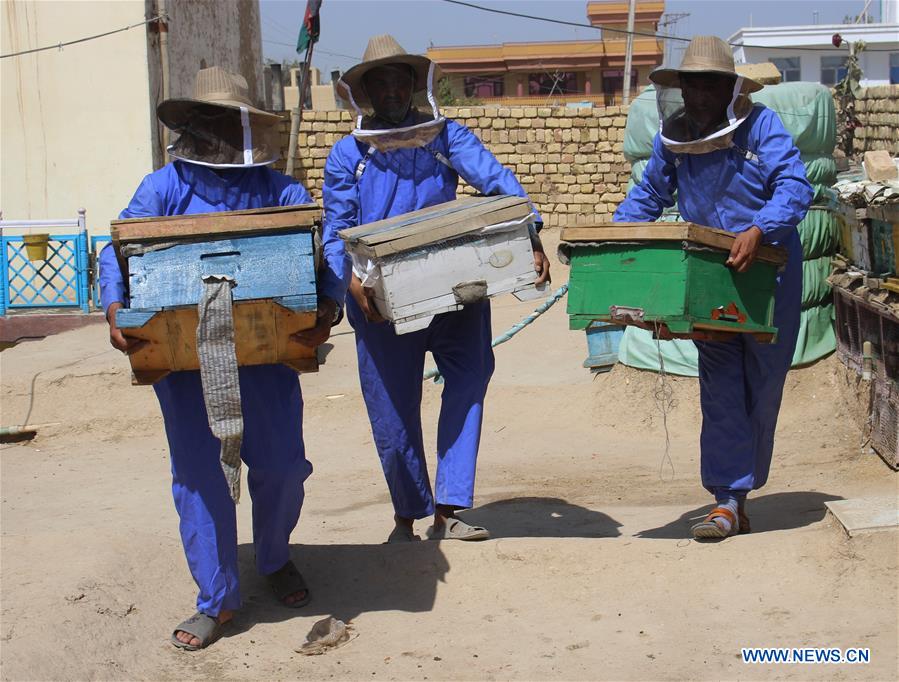 AFGHANISTAN-BALKH-BEE FARM