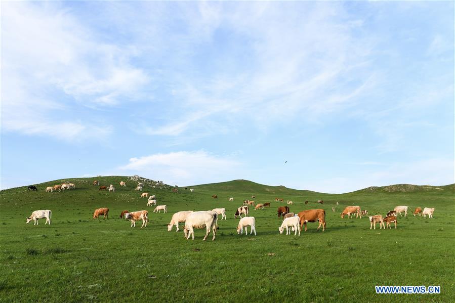 CHINA-INNER MONGOLIA-XILINGOL-GRASSLAND (CN)