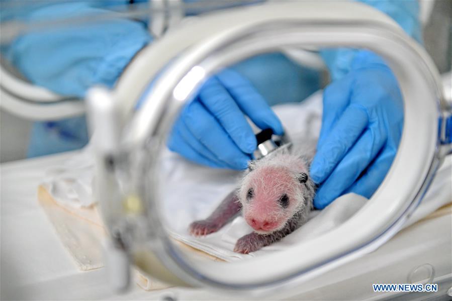 CHINA-GUANGZHOU-GIANT PANDA CUB (CN)