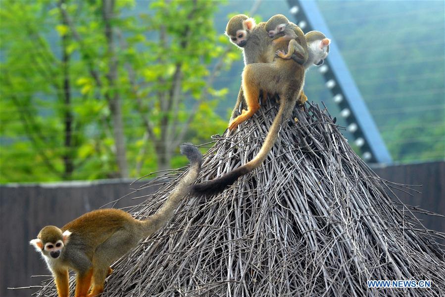 #CHINA-JIANGSU-SUZHOU-SQUIRREL MONKEYS (CN)