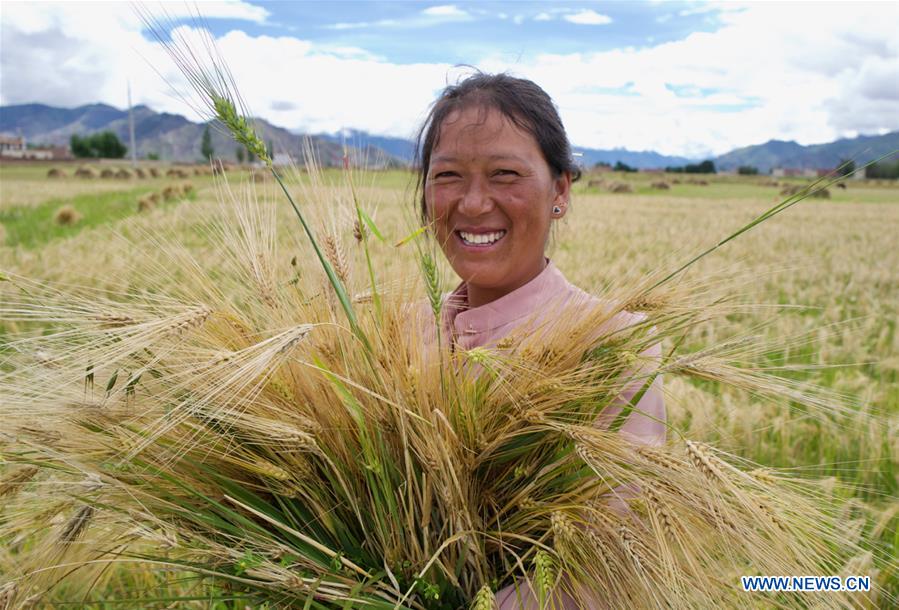 CHINA-TIBET-AGRICULTURE-HARVEST (CN)