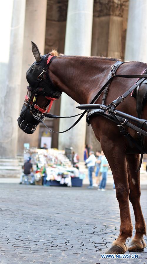 ITALY-ROME-HORSE-NEW RULE