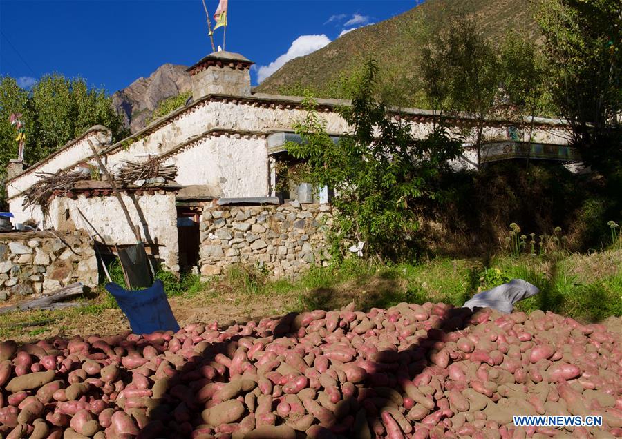 CHINA-TIBET-GONGGAR-HARVEST (CN)