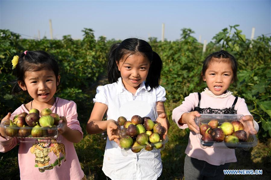 CHINA-ANHUI-ECOLOGICAL AGRICULTURE (CN)