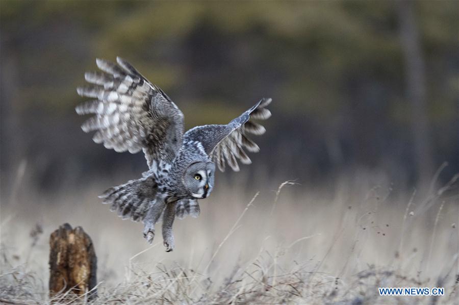 CHINA-INNER MONGOLIA-YAKESHI-WILD BIRD (CN)