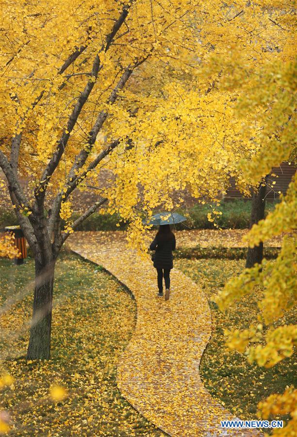 #CHINA-SHANDONG-GINKGO TREES (CN)