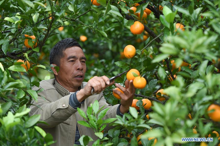 #CHINA-WINTER-FARM WORK (CN)