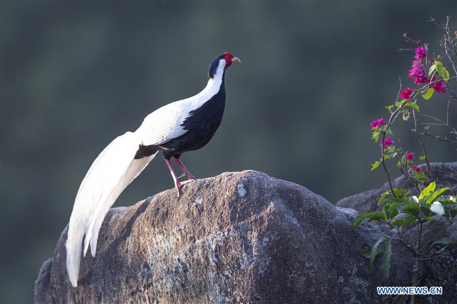 CHINA-FUJIAN-SILVER PHEASANT (CN)