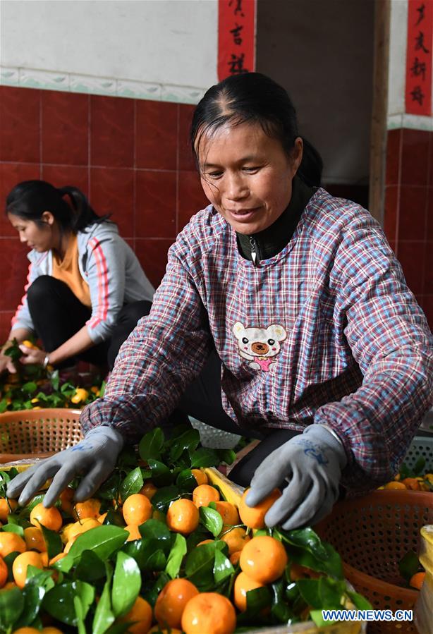 CHINA-GUANGXI-FRUIT INDUSTRY (CN)