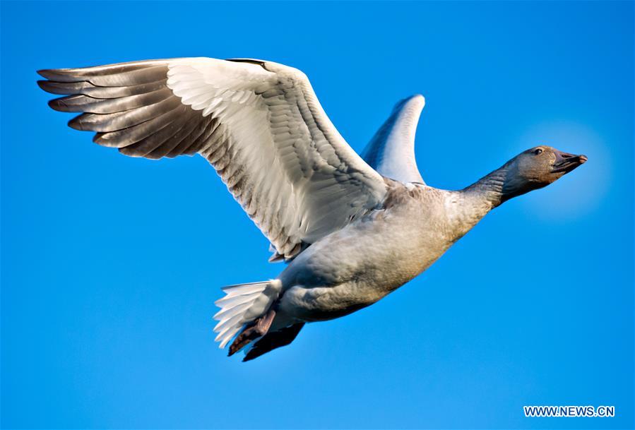 CANADA-RICHMOND-SNOW GEESE