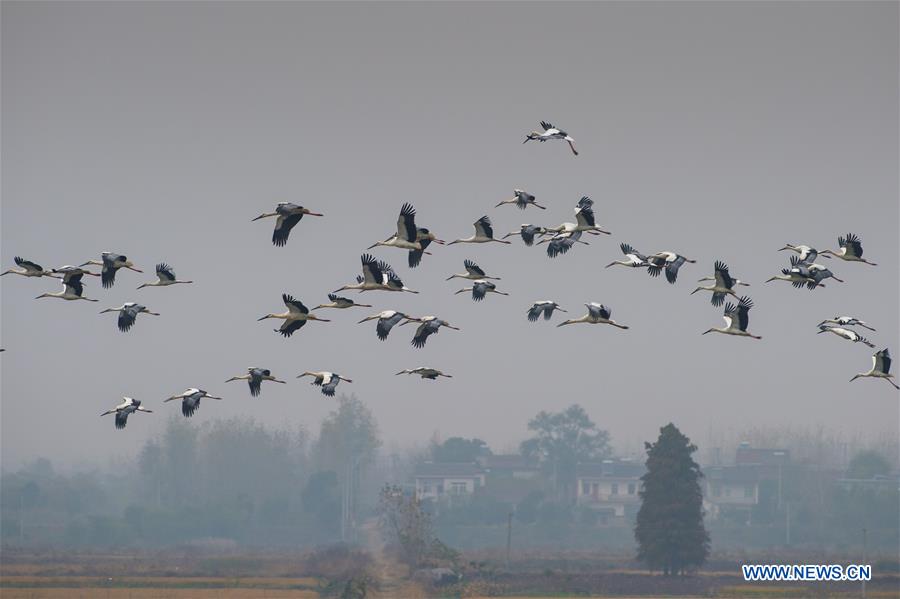 CHINA-ANHUI-WHITE STORK (CN)