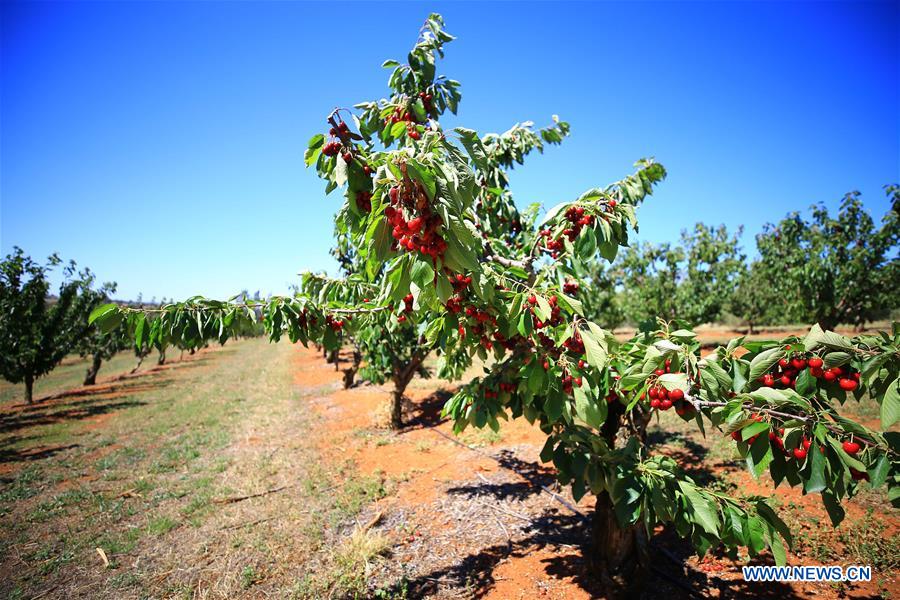 AUSTRALIA-YOUNG-CHERRY CAPITAL OF AUSTRALIA