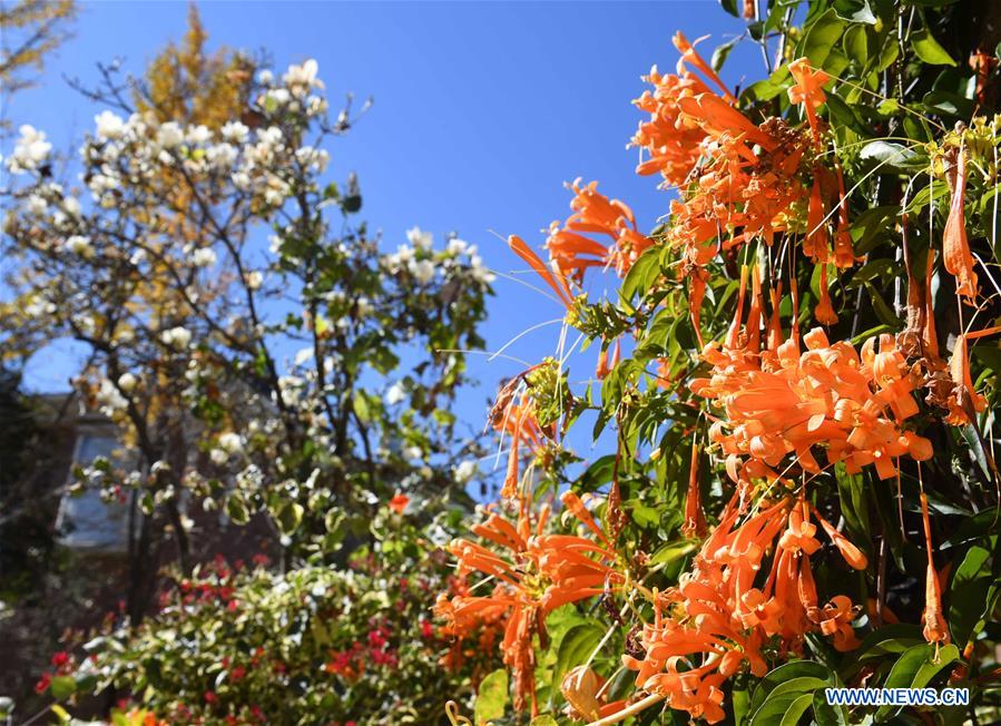 CHINA-YUNNAN-KUNMING-FLOWER BLOSSOM (CN)