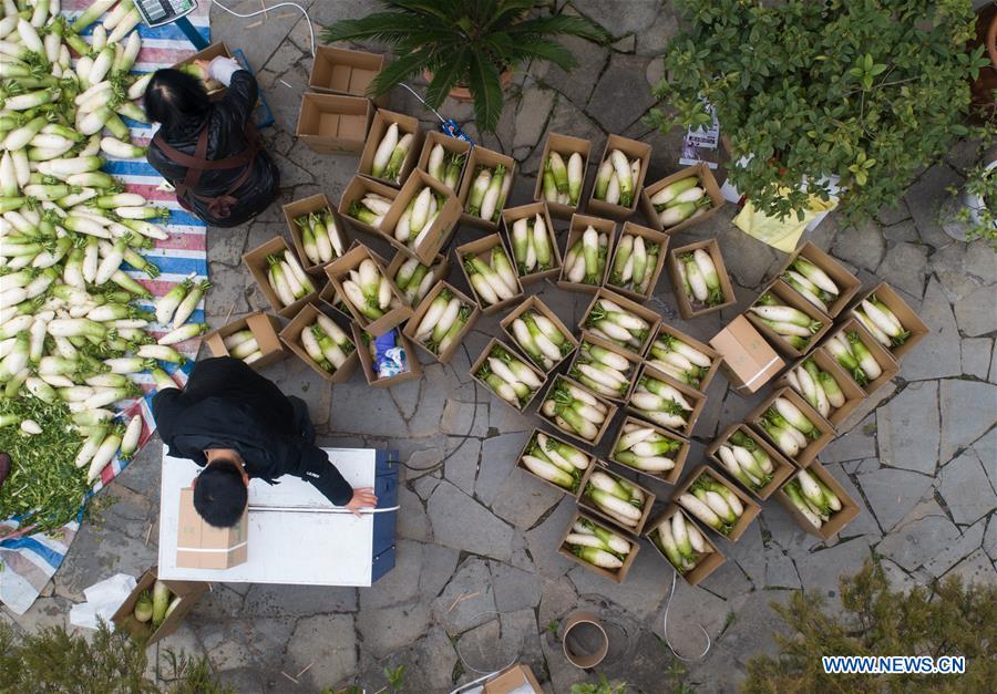 #CHINA-GUIZHOU-WHITE RADISH-PLANTING (CN)