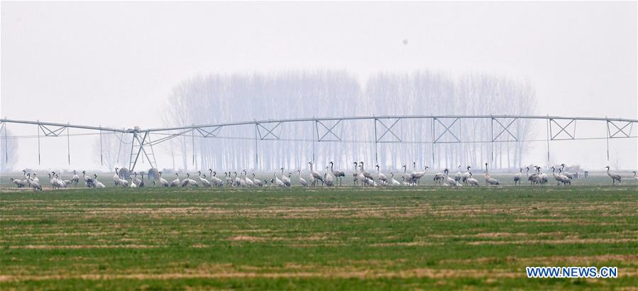 CHINA-HENAN-YELLOW RIVER-MIGRANT BIRDS (CN)