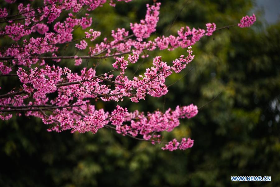 #CHINA-GUIZHOU-QIANXINAN-CHERRY BLOSSOM (CN)