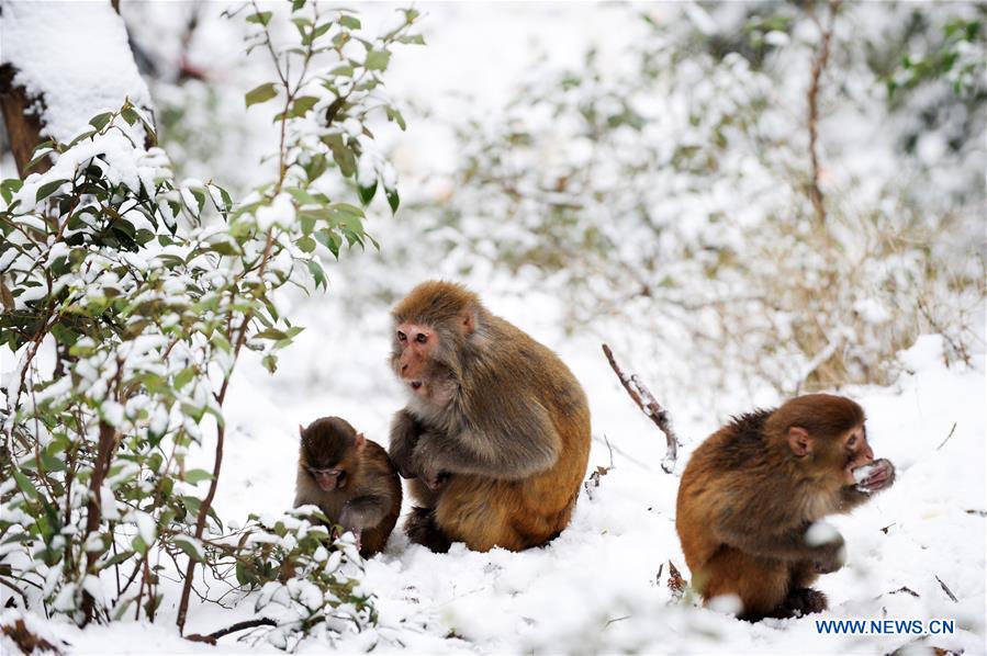 #CHINA-GUIZHOU-GUIYANG-SNOW-MONKEY (CN)