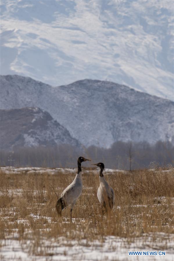 #CHINA-LHASA-BLACK-NECKED CRANES (CN*)