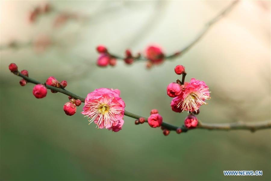 #CHINA-WINTERSWEET BLOSSOMS (CN)