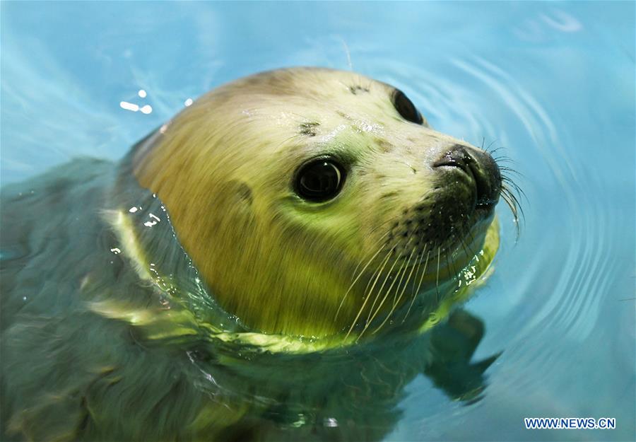 CHINA-HARBIN-SEAL (CN)