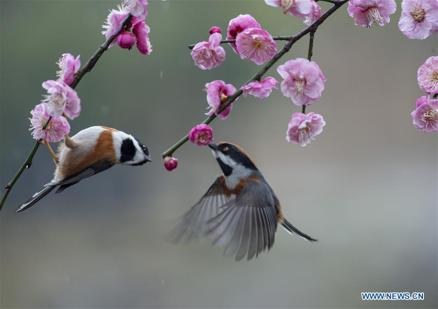 #CHINA-JIANGSU-WUXI-NATURE-PLUM BLOSSOM AND BIRD (CN)